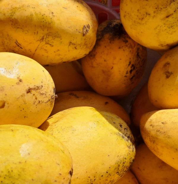 Mango balzám na suché a roztřepené konečky